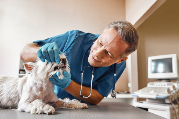 Best Weekend Emergency Dentist in Mesquite, NV